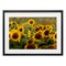 Stupell Industries Central Sunflower in Meadow Framed Print Under Glass, design by Andy Crawford